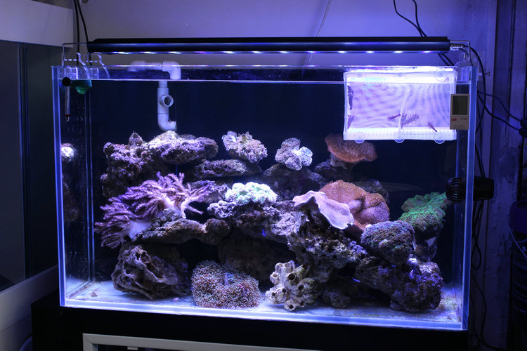 H40 LED Sea Water Coral Aquarium Light
