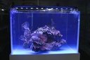 H40 LED Sea Water Coral Aquarium Light Black